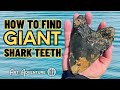 The key to finding Giant shark teeth in Florida!