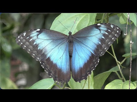 La Ferme aux Papillons / The Butterfly Farm (Die - Drôme - France ...