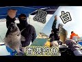 香港釣魚 冬季 港水密密釣牛屎 港外釣白立