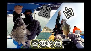 香港釣魚 冬季 港水密密釣牛屎 港外釣白立