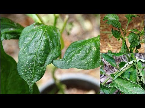 Vídeo: Quando o abrunheiro floresce?