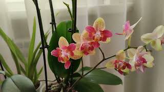 Мои орхидеи бабочки