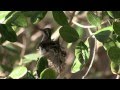 The Baby HummingBird Show!