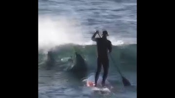 Dolphin VS Paddleboarder. :MOVE BITCH GETA DA WAY!!!!