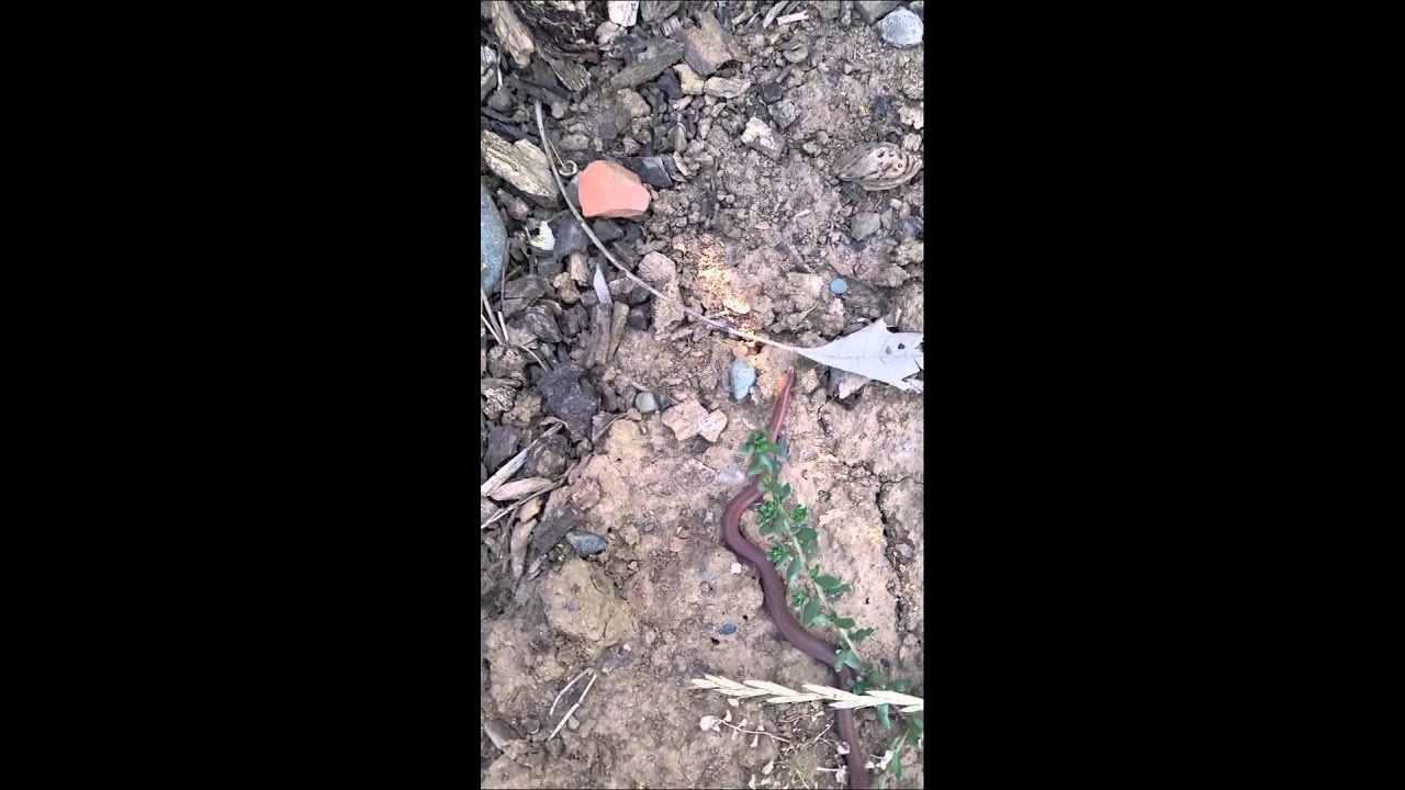 camera iphone 8 plus apk Baby snakes