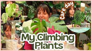 My climbing plants need some TLC 💚 Repotting, restarting + collection walkthrough