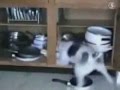 DUMB DUMB DOGS