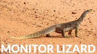 Are Monitor Lizards Venomous? ft. Yellow Spotted Monitor Lizard