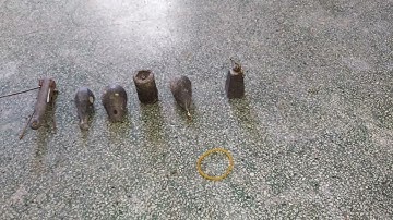 ♦️Thẻo Câu Cá Ngát🌟AE Tham Khảo