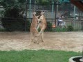 熊本市動植物園のカンガルー の動画、YouTube動画。