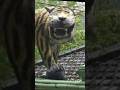Harimau Malaya Versi Patung Macan #harimaumalaya #meme