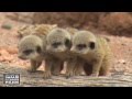 Baby Meerkats at West Midland Safari Park