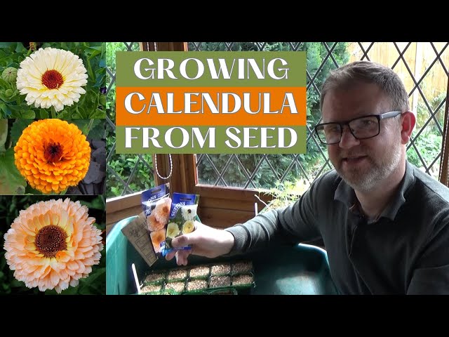 How to Sow and Grow Calendula (Pot Marigold) | Sowing Calendula Seeds Guide  | Seeds to Sow in April - YouTube