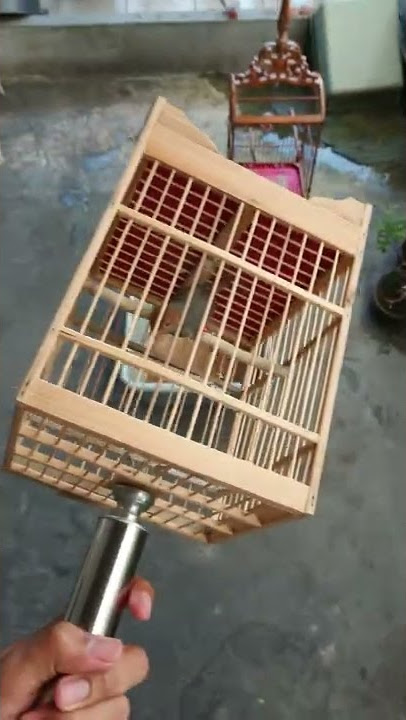 Prenjak Simbah Gagal pikat Lepas Dari sangkar.