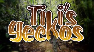 Geckos Gracefully Jumping in Slow Motion...