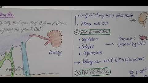 Dược lý | Thuốc kháng sinh 1 | Nhóm thuốc kháng sinh ức chế tổng hợp vách tế bào