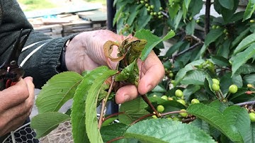 Black aphids on cherry