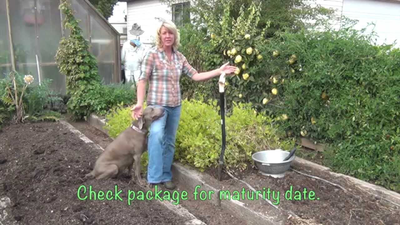 How And When To Harvest Peanuts YouTube How And When To Harvest Peanuts YouTube