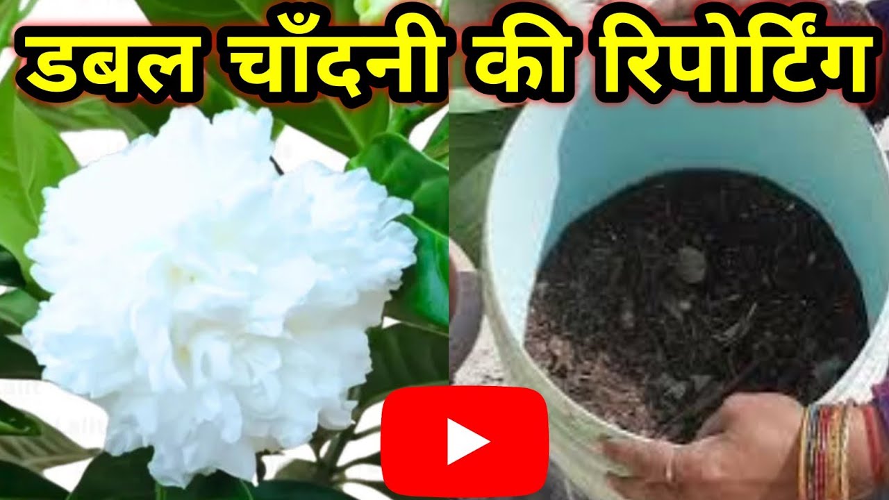 February mein Double Chandni Plant ki REPORTING || Best soil mixture for Chandni plant || Fertilizer