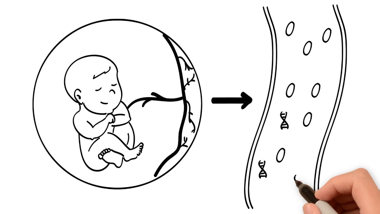Pregnancy and Metabolism - YouTube