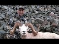 World Class Alaska Dall Sheep