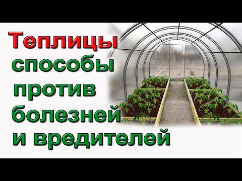 4 способа обработки теплицы от болезней и вредителей.