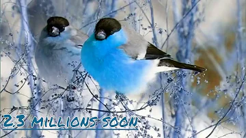 3 Hour bird sounds Relaxation   Nature sounds music for Meditation   Birds chirping, birds singing