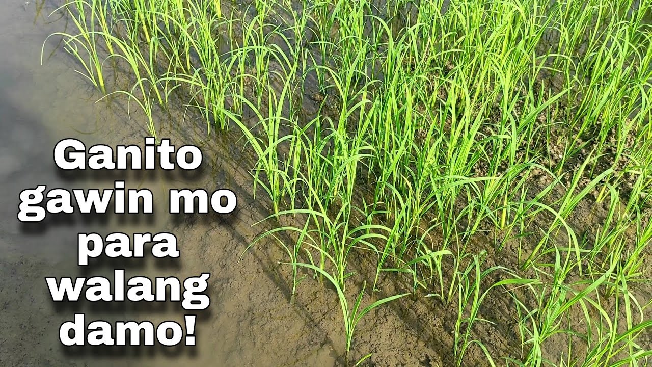 RICE FARMING : ANO GAGAWIN PAGKATAPOS NG 15days?