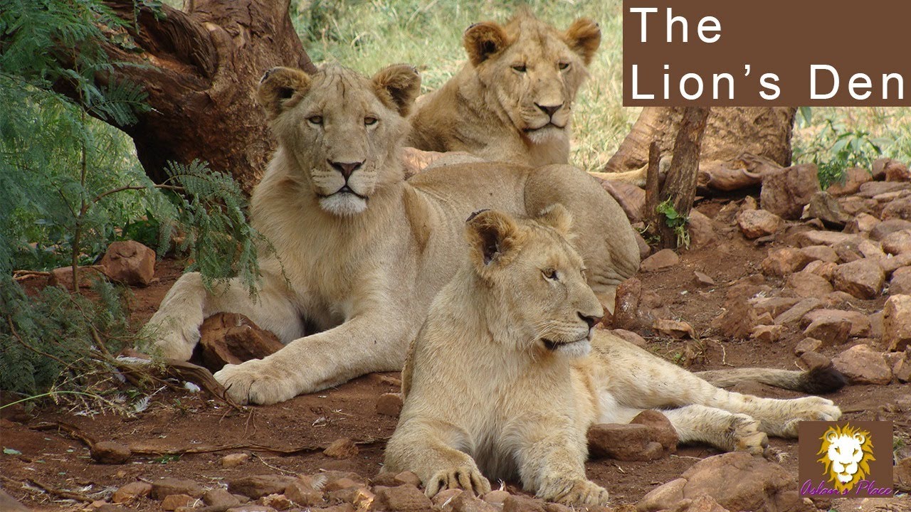 The Lion S Den Aslan S Place