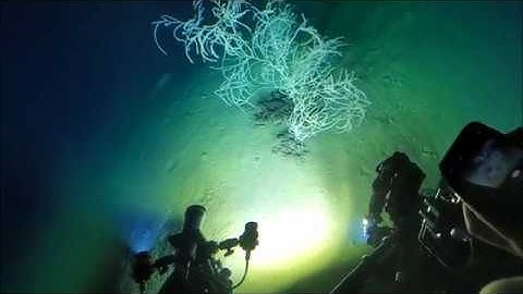 SEAmagine Aurora Submarines Views from Different Depths