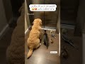 از سرکار که بر میگردم همینجوری منتظر منن پرنده سگ گربه عروس هلندی طوطی   مهربانی