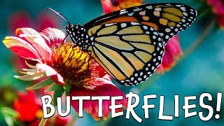 Butterflies! Fun Butterfly Facts for Kids