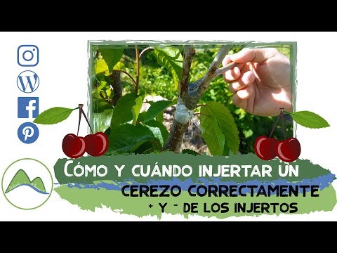 Vídeo: Plantar esqueixos de cirerers: com propagar un cirerer mitjançant esqueixos
