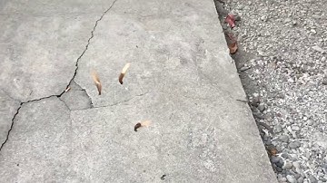 Helicopter Seeds Falling (slow mo)