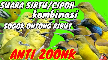 suara pikat burung sirtu/cipoh kombinasi sogok ontong ribut _menjerit sangat ampuh durasi panjang