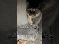 夜道を歩いていたら1ヶ月ぶりにモフちゃんと再会しました #猫