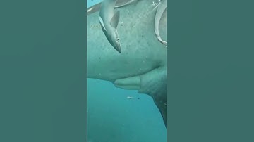 Heroic divers rescue school of whale sharks