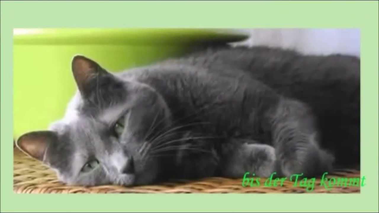 Die Regenbogenbrücke