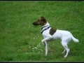 Smooth Fox Terrier vs. Ducks の動画、YouTube動画。