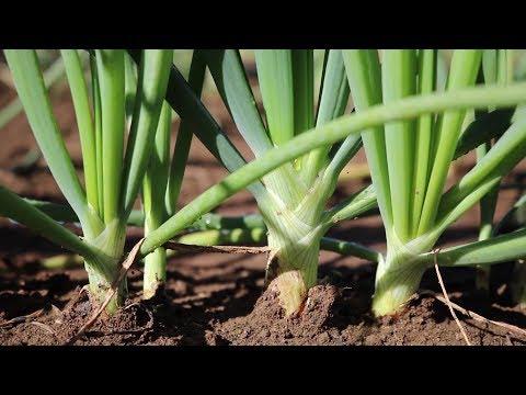 Vídeo: As melhores variedades de cebolas: descrição, comentários, fotos