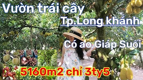 Thật bất ngờ với vườn trái cây ao cá giáp suối ở Tp.Long khánh rẻ quá chỉ 3ty5 có ngay 5160m2 đất.