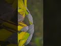 Part 1 - Hasiya 9 0° #CapCut #rainvibes #cinematic #templatecapcut #templateaestetik #videography #