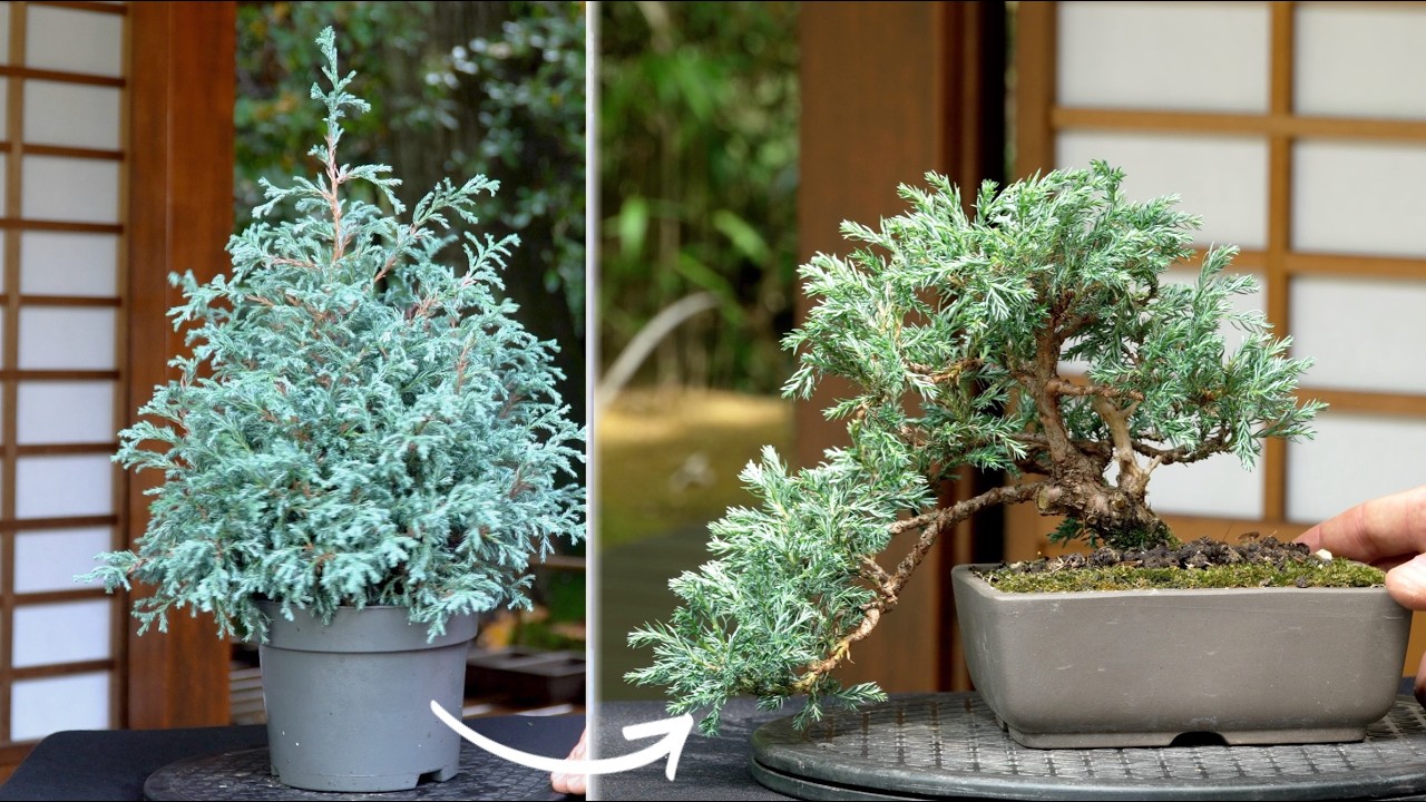 Making a Cypress Bonsai (DIY)