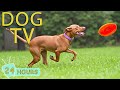 DOG TV Best Video Entertain Help All Day Happy For Dogs When Home Alone Relax Music For Dogs DOG TV Best Video Entertain Help All Day Happy For Dogs When Home Alone Relax Music For Dogs