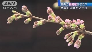 気になる桜の開花は・・・　大阪、福岡などで20度超え（12/03/30）