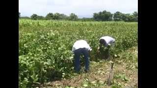 Integration of grass with tropical annual legumes for increasing milk in the tropics