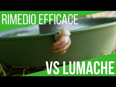 Video: Come Affrontare Le Lumache