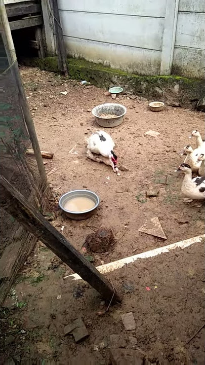 viral... tak punya ahlak berbuat mesum di pagi hari di tonton temen temennya