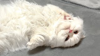 Kitten Can't Leave Electric Blanket by サウナ猫しきじ 6,818 views 1 month ago 9 minutes, 54 seconds
