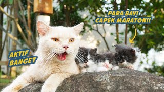 3 KUCING PERSIA KEMBAR JALAN-JALAN SORE BARENG ETEP by Kucing Cemara 4,207 views 1 month ago 15 minutes